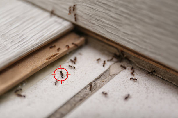 Best Emergency Pest Control  in , MN